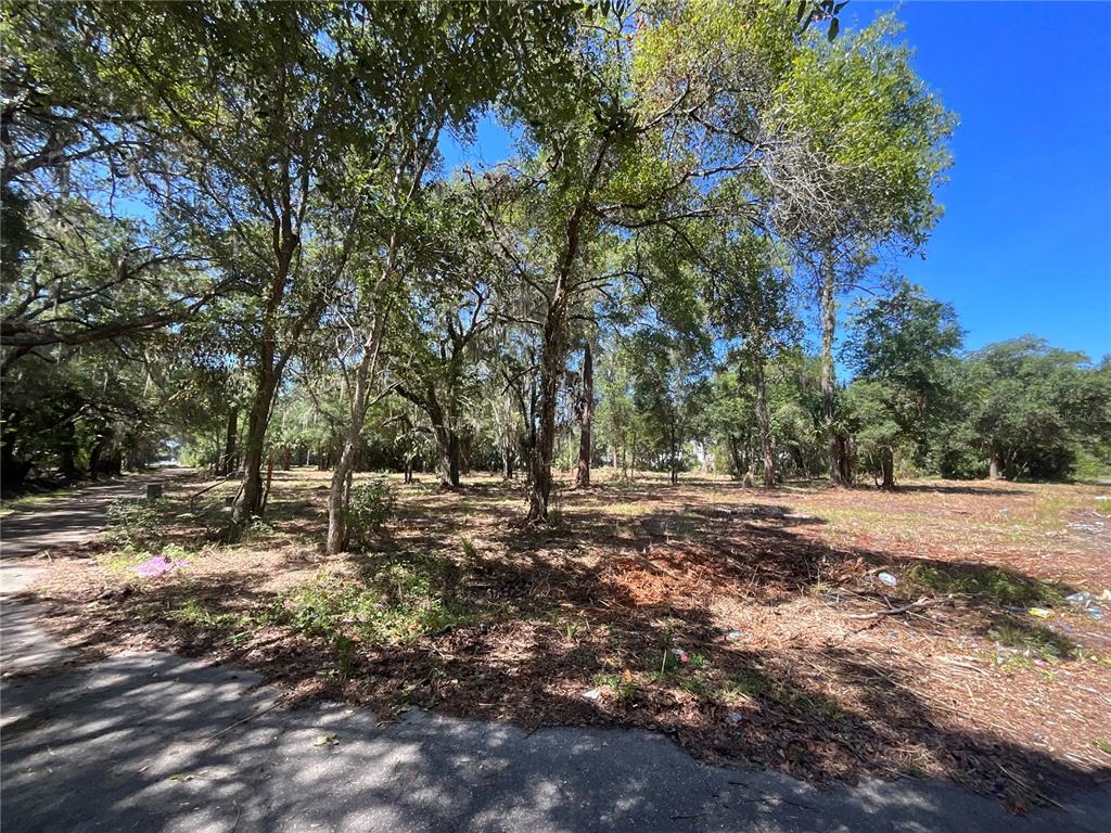 A wooded, undeveloped residential lot is viewed from an adjacent paved road — 2330 E UNIVERSITY AVENUE, GAINESVILLE, FL