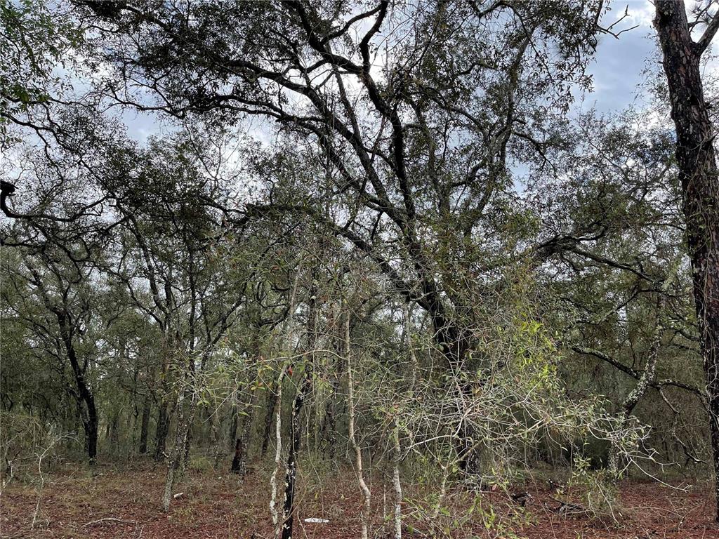 A wooded area with mature oak trees and a leaf-covered ground — Lot 8 NE 120 AVENUE, WILLISTON, FL