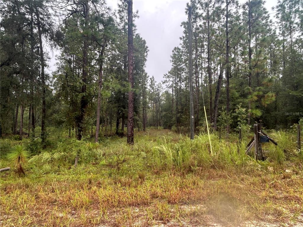 A wooded, undeveloped lot features tall pine trees and a utility pole on the right — TBD NE 111TH LANE, BRONSON, FL