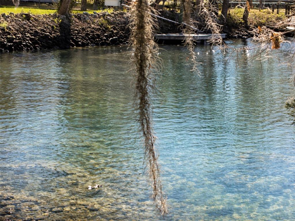 A view of a clear, shallow waterway with a small wooden dock and hanging moss — 10748 W PINE BARK LANE, CRYSTAL RIVER, FL