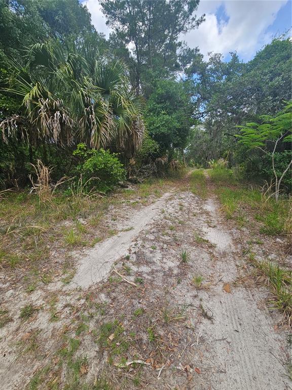 A sandy dirt path leads through a wooded area with palm trees and dense vegetation — 0000 CULVER WAY, GENEVA, FL
