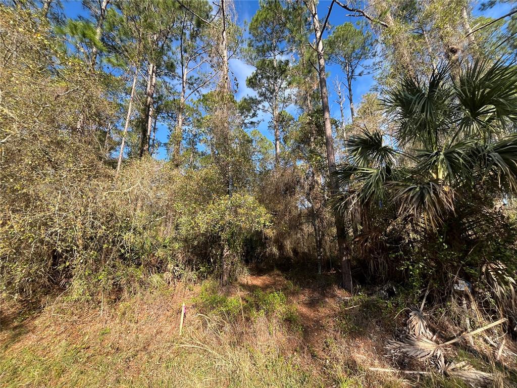 A wooded lot with tall pine trees and dense undergrowth under a blue sky — 104 SE 5TH STREET, GEORGETOWN, FL