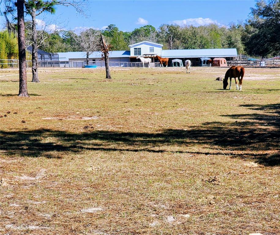 A large, grassy pasture features several horses grazing in front of a long barn building — lot 7 SE 136TH TERRACE, DUNNELLON, FL