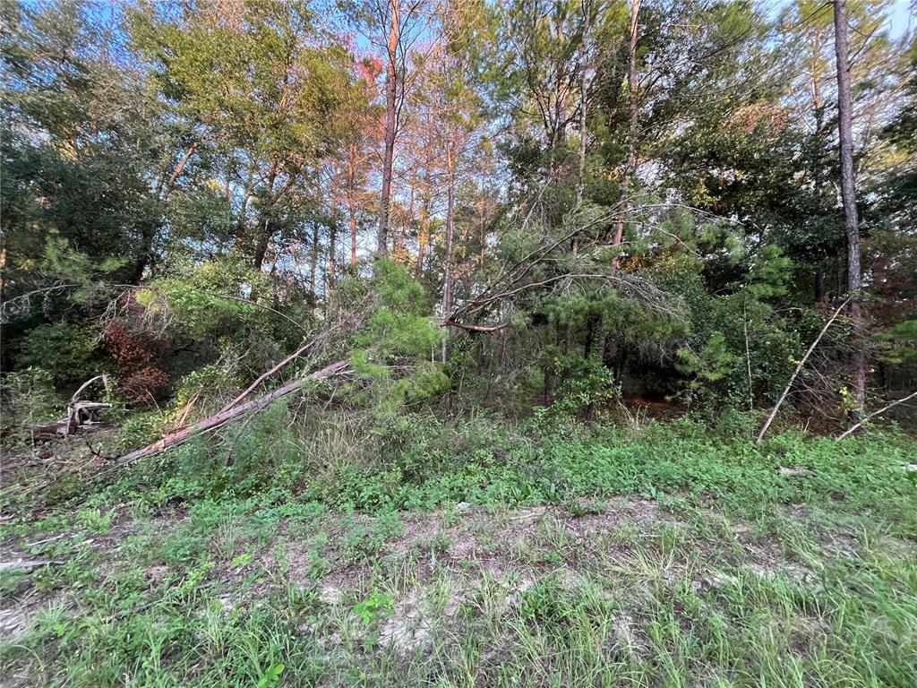 A fallen pine tree lies across a wooded lot with dense green undergrowth — TBD TWIN LAKES ROAD, INTERLACHEN, FL
