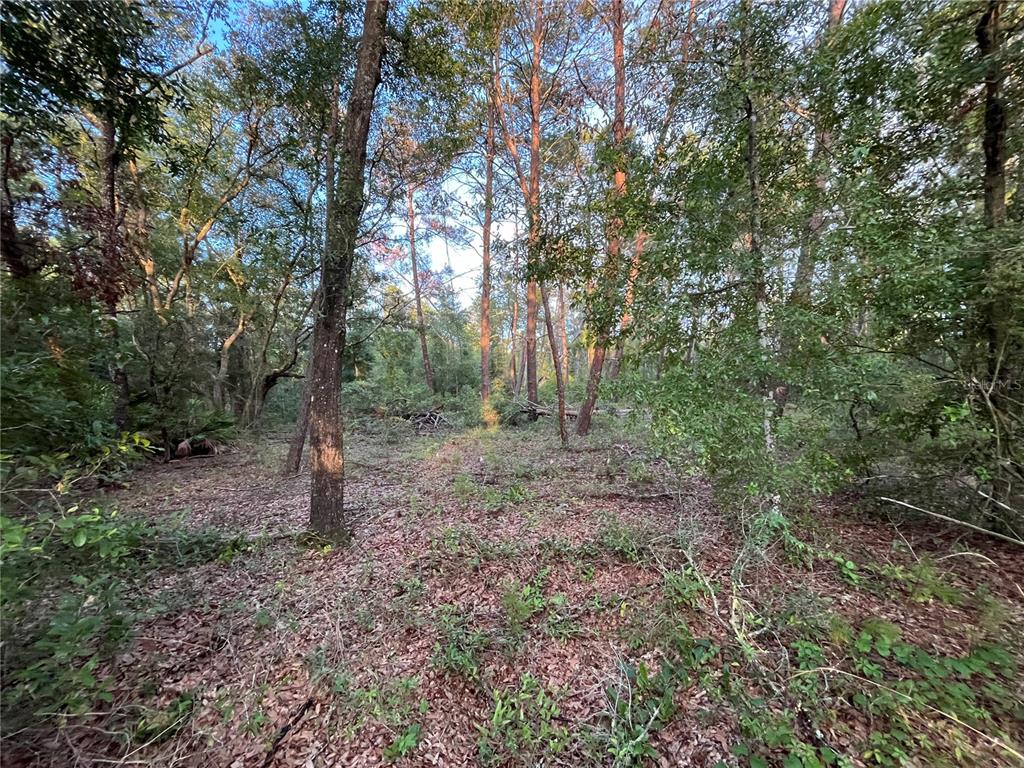 A wooded lot with tall pine trees and a ground layer of fallen leaves — TBD TWIN LAKES ROAD, INTERLACHEN, FL