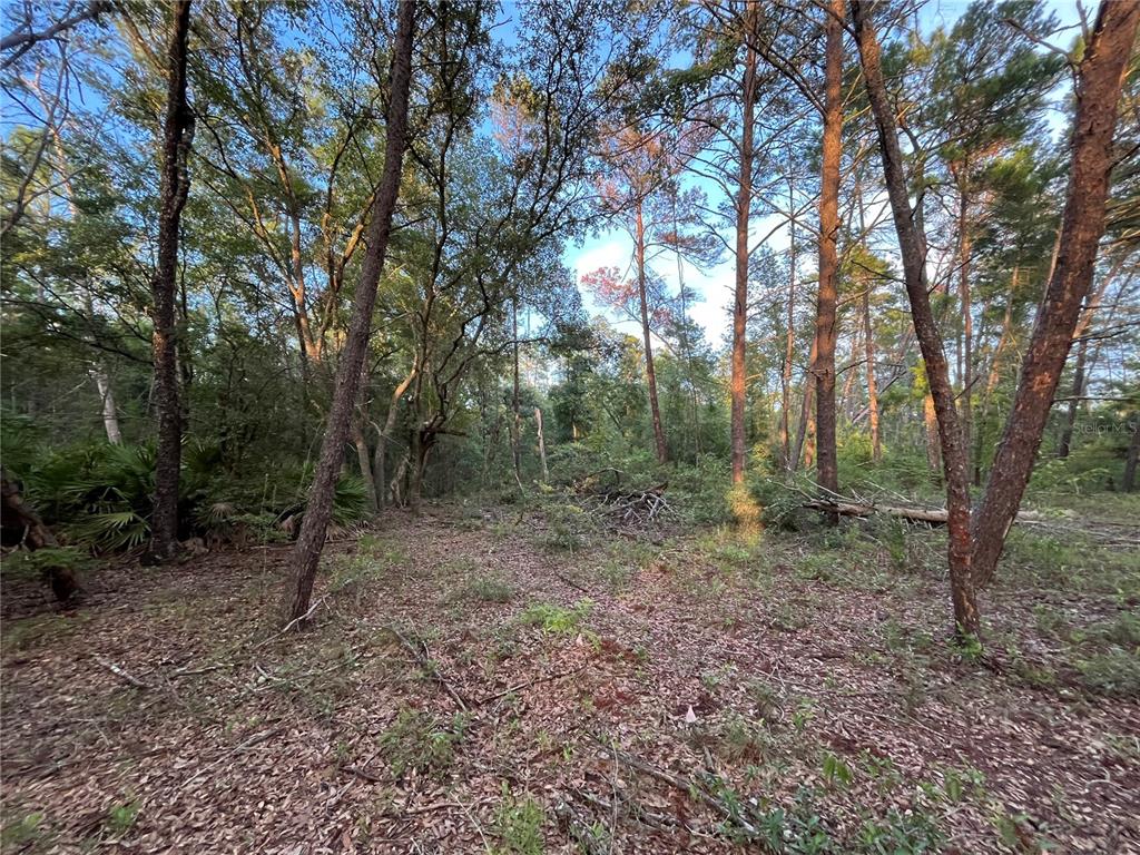 A wooded lot with tall pine trees and a ground layer of fallen leaves — TBD TWIN LAKES ROAD, INTERLACHEN, FL