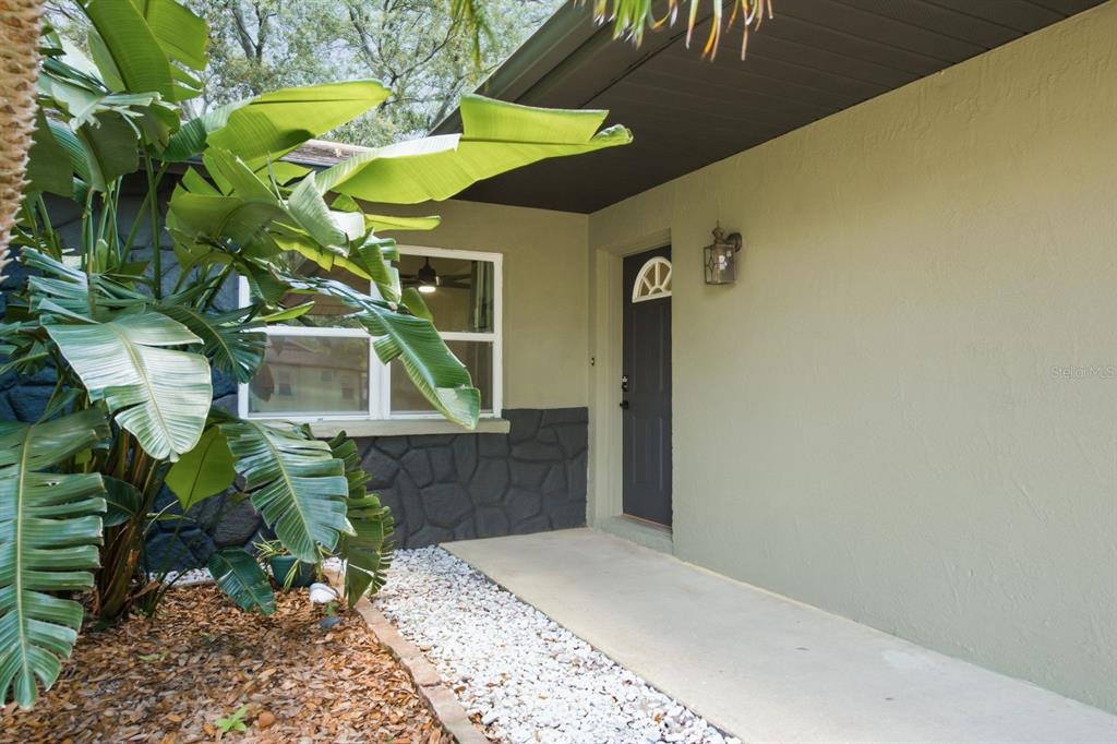 A concrete walkway leads to a dark front door beside a large tropical plant — 442 EVERGREEN DRIVE, OLDSMAR, FL