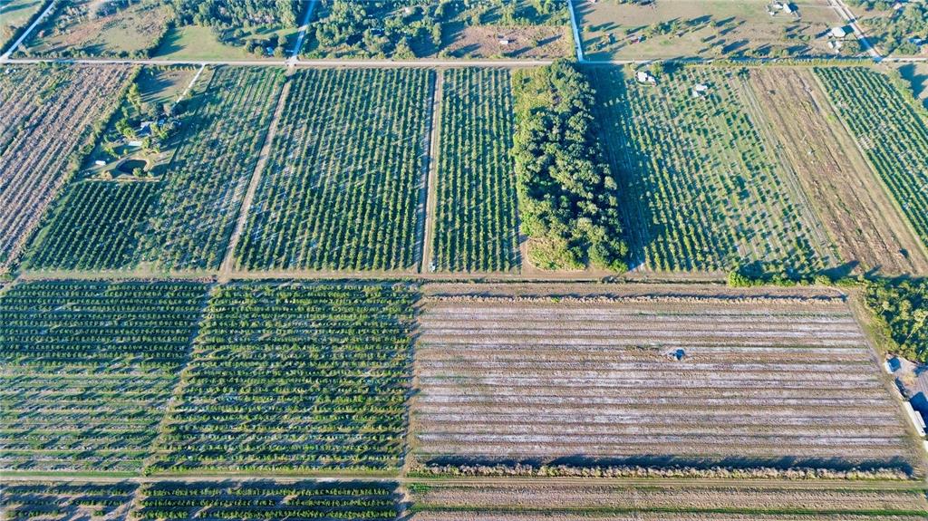An aerial view shows a large agricultural property featuring multiple rows of crops and orchards — 2205 HICKS ROAD, LORIDA, FL