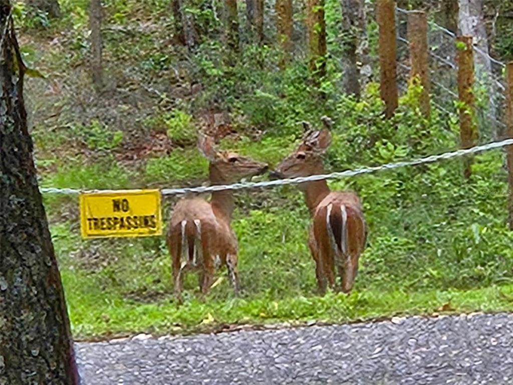 Two deer stand near a yellow no trespassing sign in a wooded area — 25905 SITTING BULL STREET, BROOKSVILLE, FL