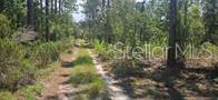 A wooded, undeveloped plot of land with dense trees and brush under a clear sky — 000 NE 67 STREET, BRONSON, FL