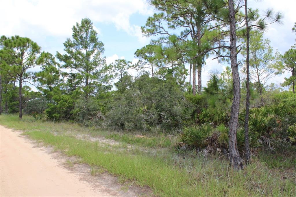 A dirt road runs alongside a wooded lot with pine trees and low-lying vegetation — 1830 OLEASTER AVENUE, SEBRING, FL