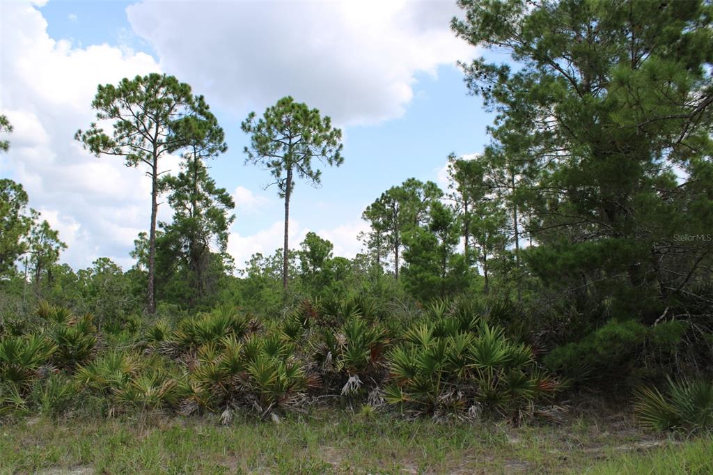 A wooded lot features tall pine trees and dense palmetto bushes under a cloudy sky — 1830 OLEASTER AVENUE, SEBRING, FL