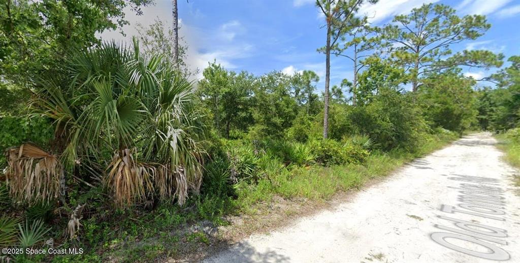A dirt road runs alongside a wooded lot featuring palmetto bushes and pine trees — W SR-40, ORMOND BEACH, FL