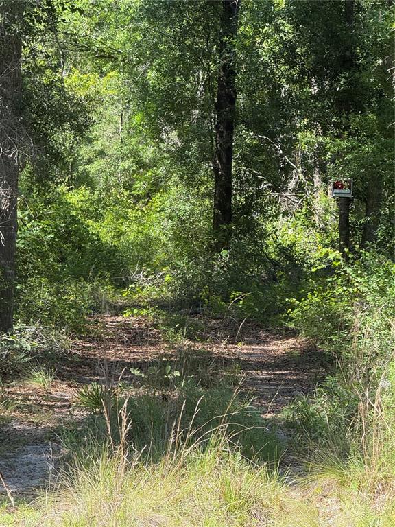 A dirt path leads into a dense, wooded area with a small mailbox on a post — 208TH TERRACE, O'BRIEN, FL