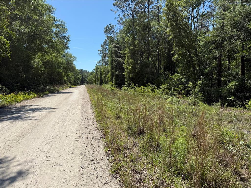 A dirt road runs alongside a grassy area bordered by a dense forest — 208TH TERRACE, O'BRIEN, FL