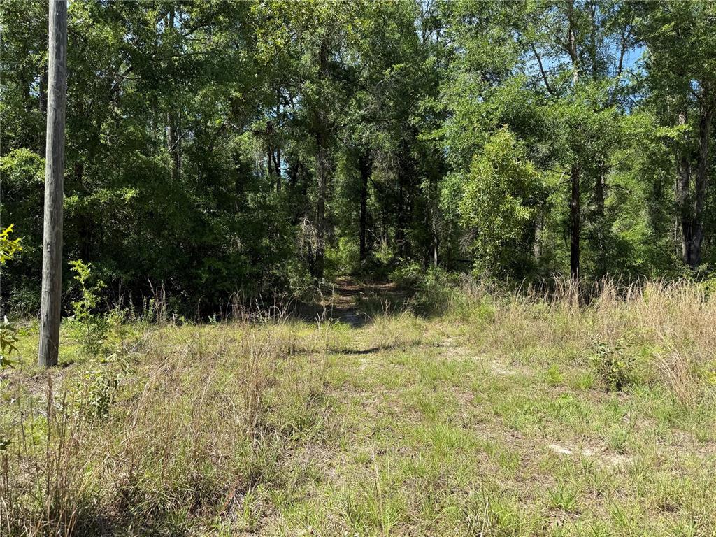 A grassy, unpaved path leads into a dense forest of mature trees — 208TH TERRACE, O'BRIEN, FL