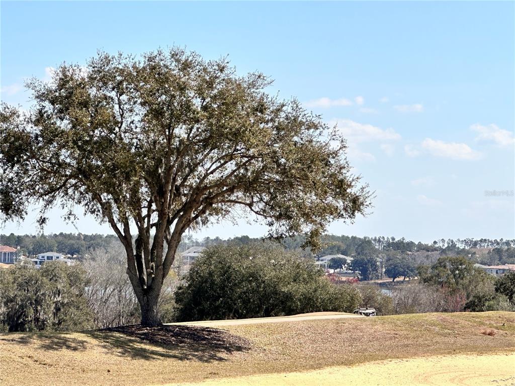 A large oak tree stands on a grassy hill overlooking a lake and distant houses — 16822 ARTIMINO LOOP, MONTVERDE, FL