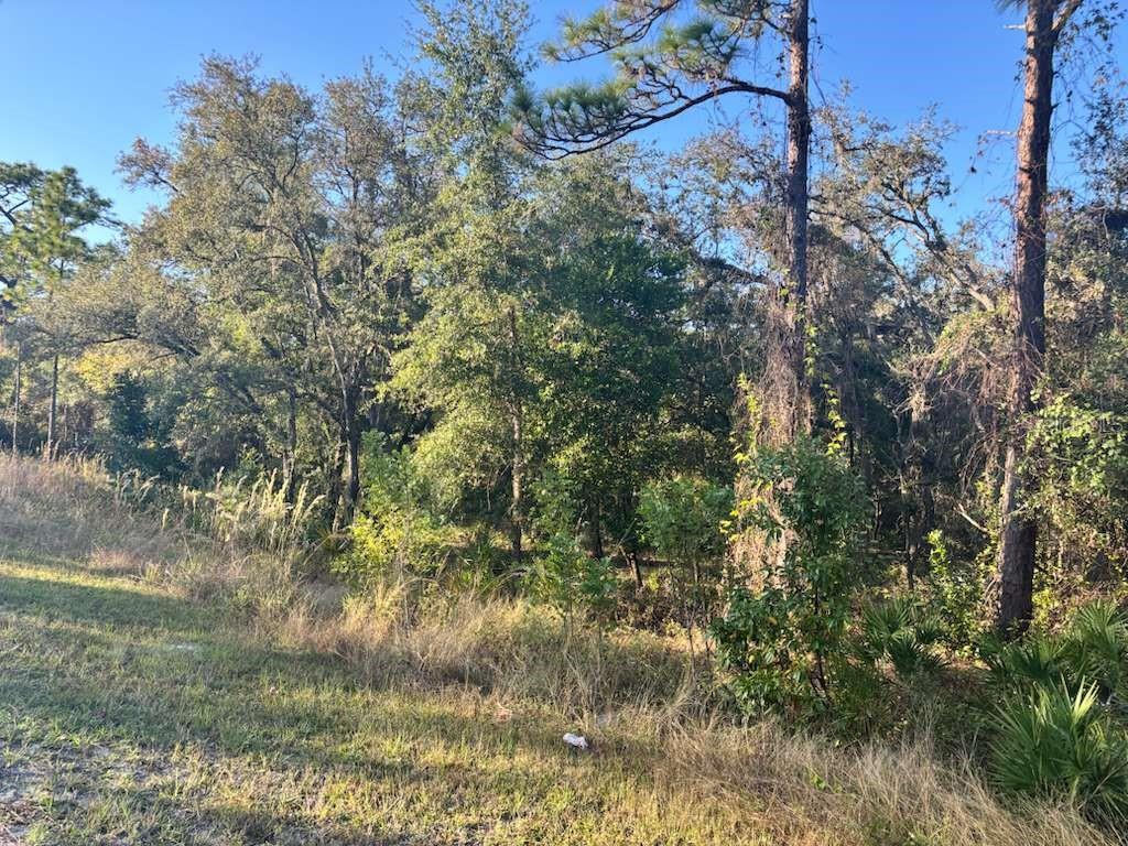 A view of a grassy area leading into a dense, wooded forest under a clear sky — 33193 EASTER DRIVE, WEBSTER, FL