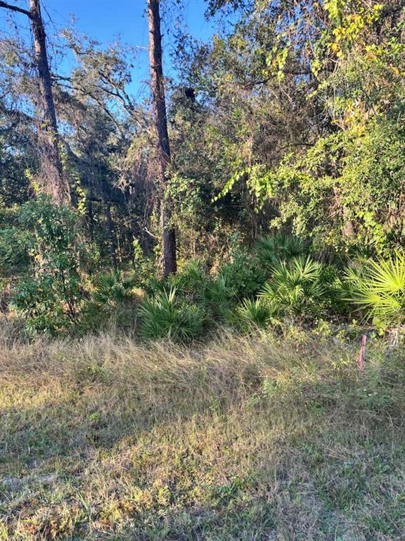 A view of a wooded lot featuring tall pine trees, palmetto bushes, and dry grass — 33193 EASTER DRIVE, WEBSTER, FL