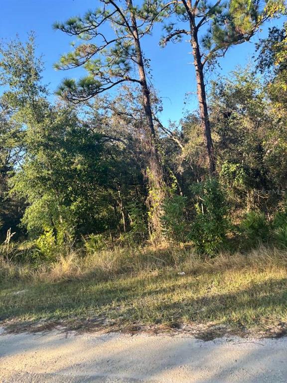 A view of a wooded, undeveloped lot with tall pine trees and native brush — 33193 EASTER DRIVE, WEBSTER, FL