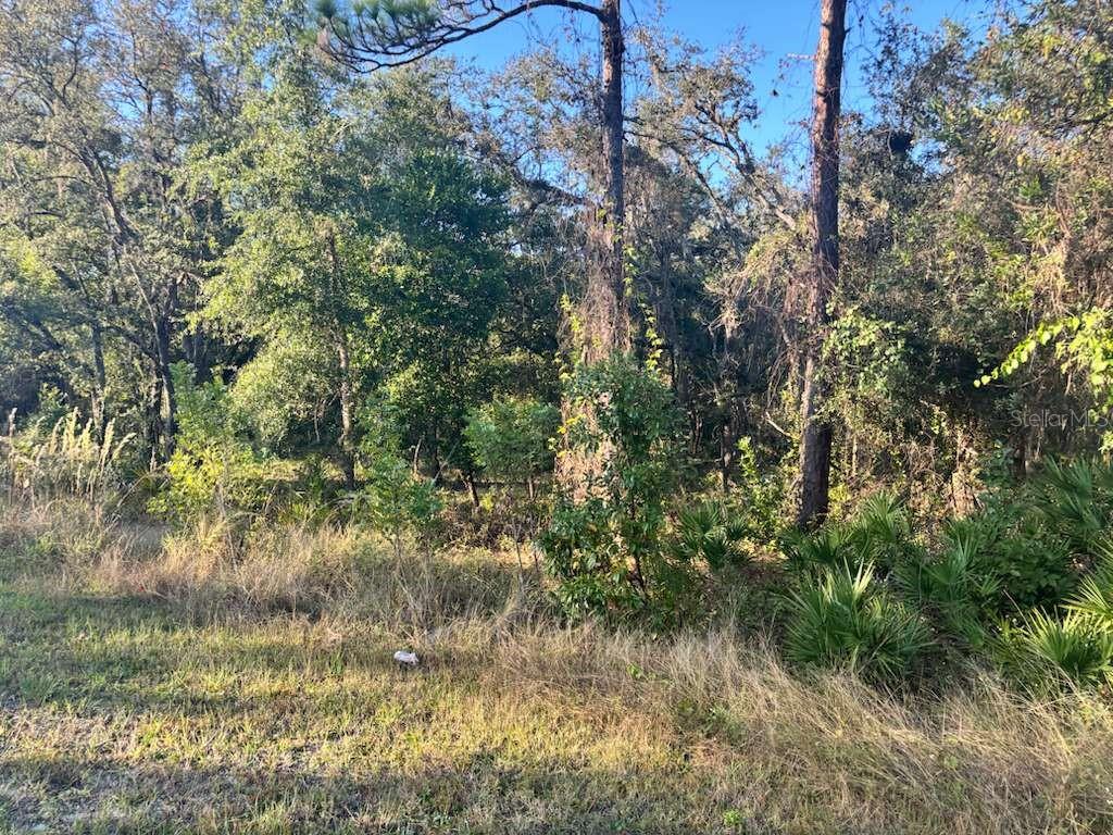A view of a wooded lot with tall pine trees and dense undergrowth — 33193 EASTER DRIVE, WEBSTER, FL