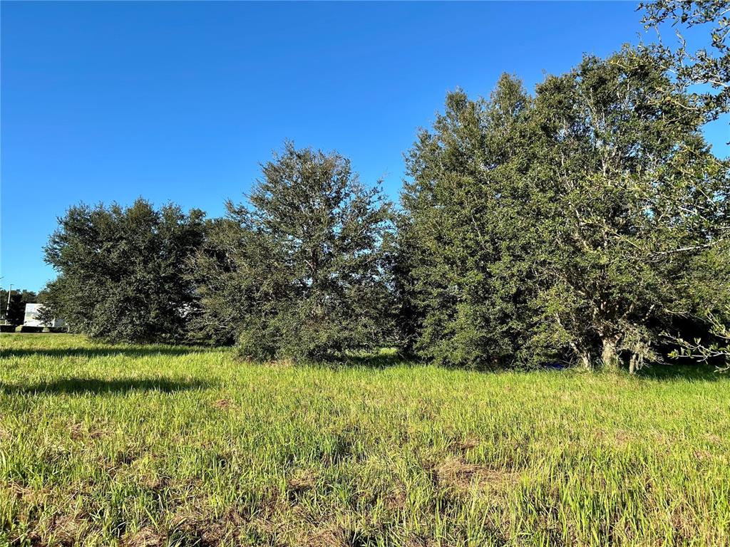 A grassy field sits in front of a line of mature trees under a clear sky — S 1ST AVENUE, WAUCHULA, FL