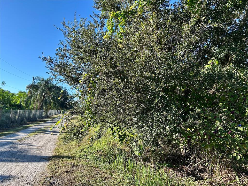 A dirt path runs alongside a dense line of trees and a wire fence — S 1ST AVENUE, WAUCHULA, FL