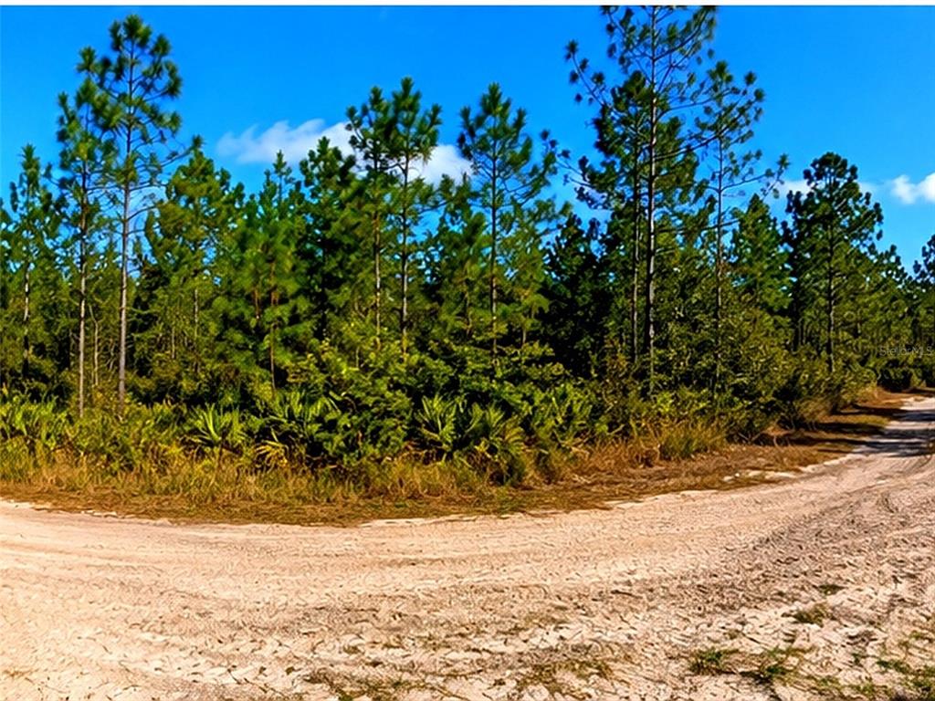A dirt road curves in front of a wooded area with tall pine trees — 000, MALABAR, FL