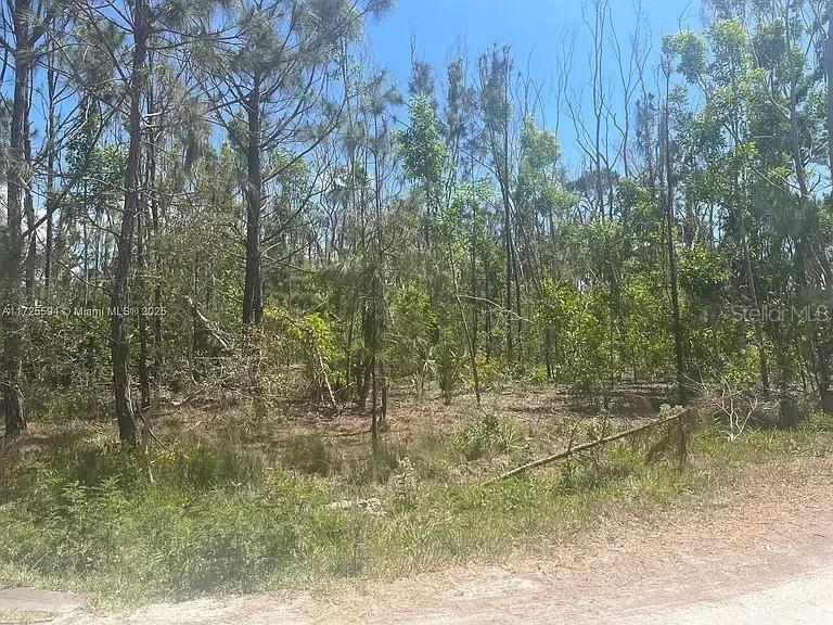 A wooded lot with tall pine trees and dense undergrowth under a clear blue sky — 7231 SUNDIET BOULEVARD, BOKEELIA, FL