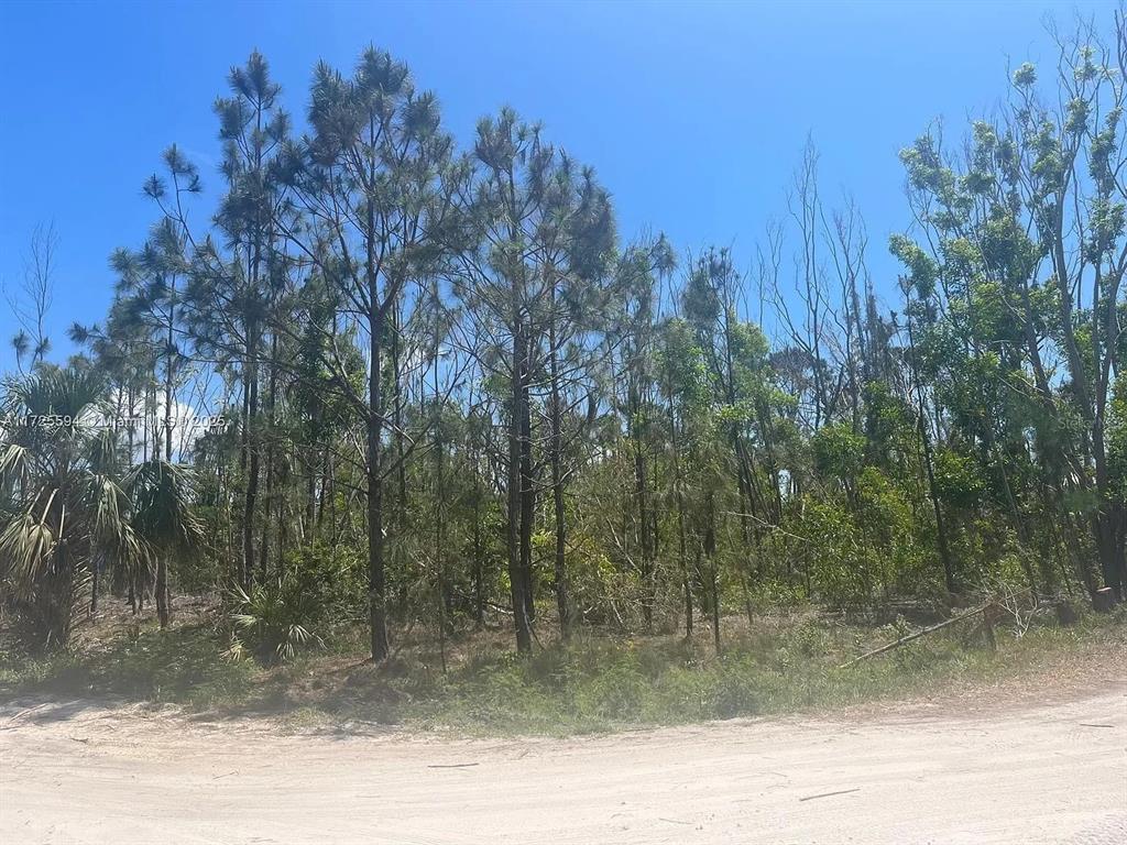 A dirt road runs in front of a wooded lot with tall pine trees — 7231 SUNDIET BOULEVARD, BOKEELIA, FL