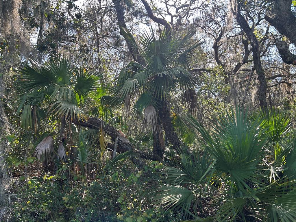 A dense wooded area features several palm trees and oak trees draped in Spanish moss — COUNTY ROAD 445A, ASTOR, FL