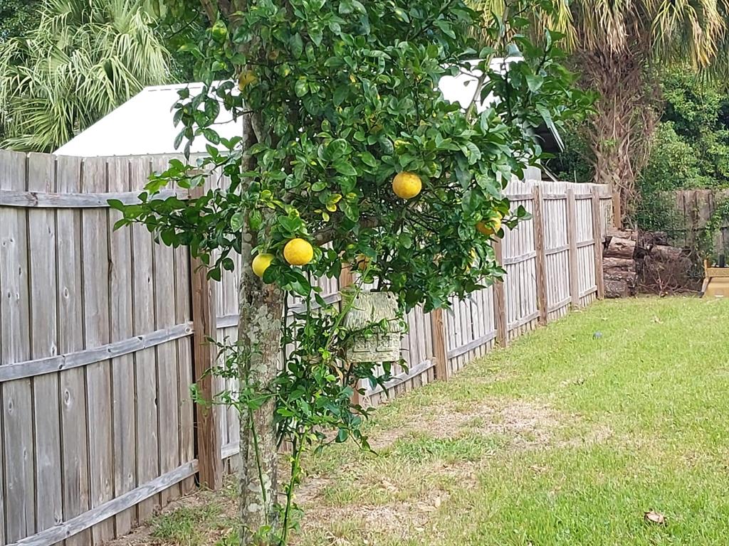 A citrus tree with yellow fruit stands in a backyard next to a wooden fence — 4901 NE 7TH STREET, OCALA, FL