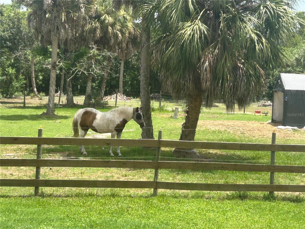 A pinto horse wearing a fly mask stands in a fenced grassy pasture with trees — 6416 18TH AVENUE E, BRADENTON, FL