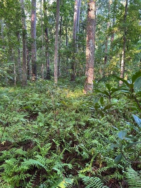 A dense forest floor covered in ferns with tall trees in the background — HESTER, SANFORD, FL