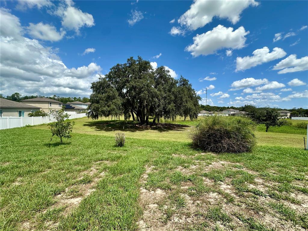 A large oak tree stands in the center of a grassy backyard with suburban houses — 15409 IVORY GULL LANE, MASCOTTE, FL