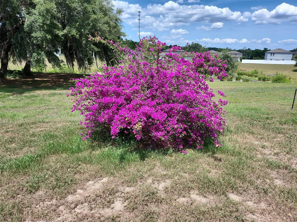 A vibrant purple bougainvillea bush sits in a grassy yard under a blue sky — 15409 IVORY GULL LANE, MASCOTTE, FL