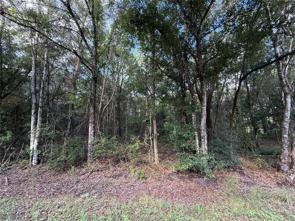 1166 HONEYTREE STREET, BUNNELL, FL — photo 3 of 8