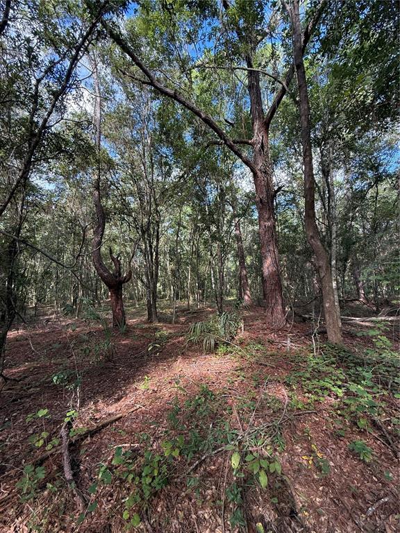 1166 HONEYTREE STREET, BUNNELL, FL — photo 4 of 8