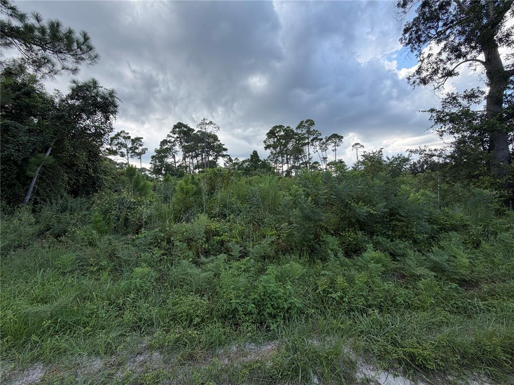 A view of a densely overgrown, undeveloped lot with trees under a cloudy sky — 0 CENTRAL PARKWAY, DELAND, FL