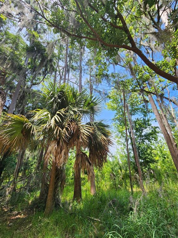 A view looking up at a palm tree and tall trees draped with Spanish moss — ARROWHEAD BOULEVARD, WINTER GARDEN, FL