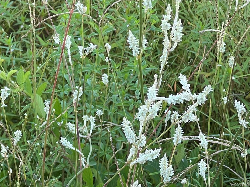 A close-up view of white, spiky wildflowers growing in a grassy field — 3261 E STAGE COACH TRAIL, INVERNESS, FL
