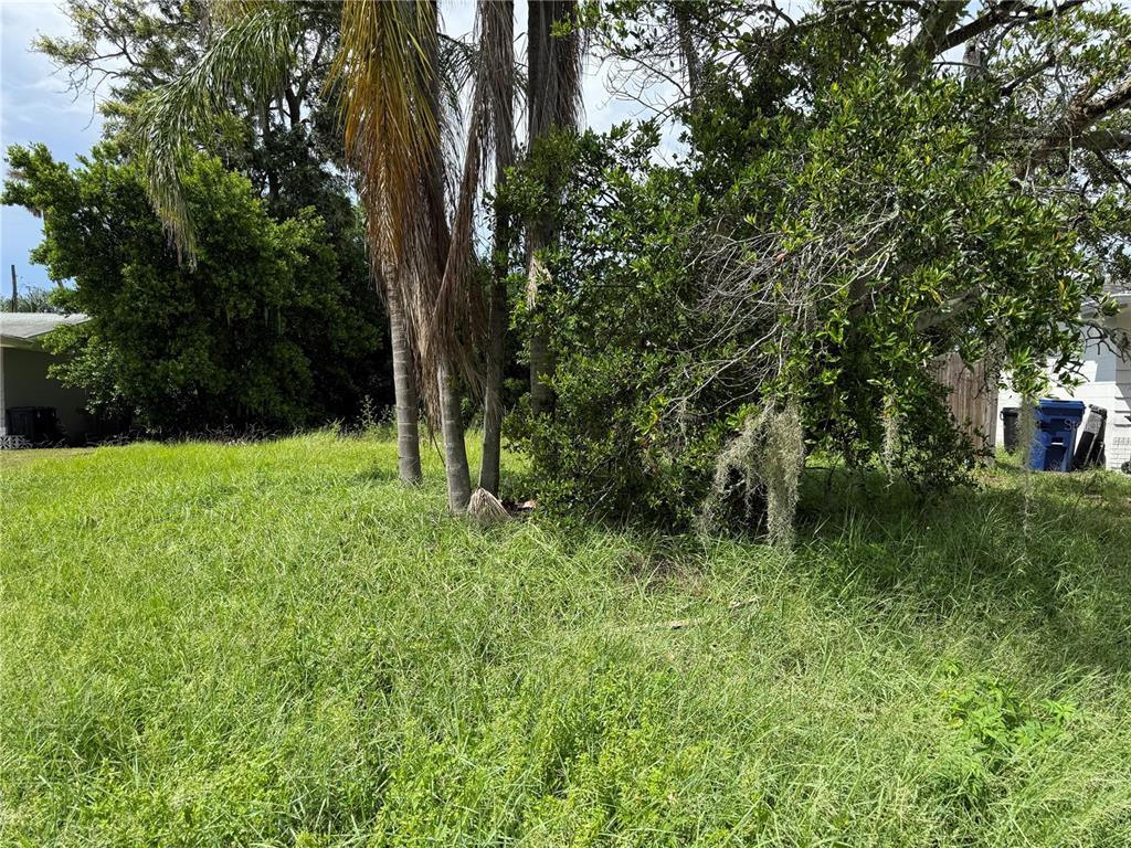 An overgrown grassy yard features several palm trees and dense bushes near a house — 3621 ANNONA COURT, HOLIDAY, FL