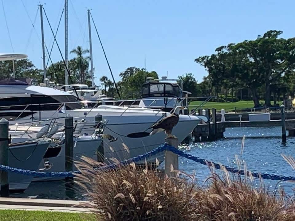 A bald eagle perches on a wooden piling at a marina with yachts in the background — 2600 HARBOURSIDE DRIVE UNIT I-12, LONGBOAT KEY, FL