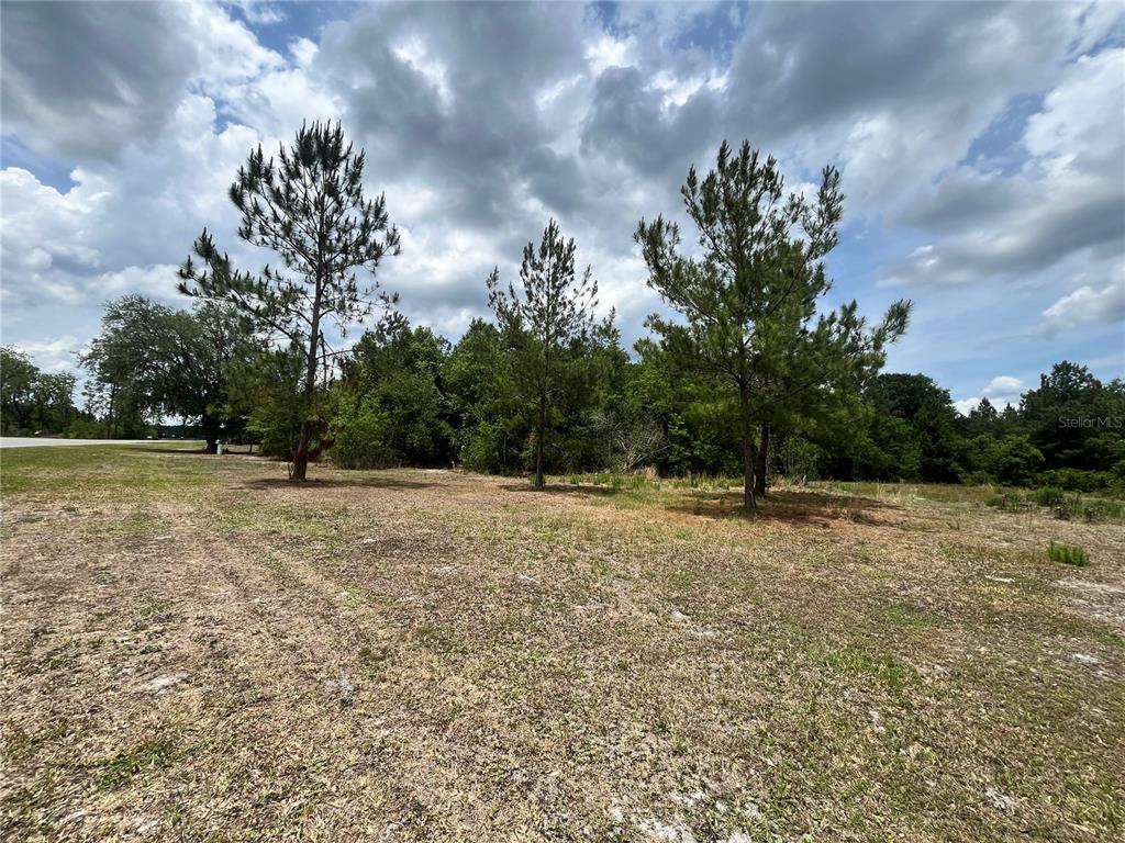A grassy, undeveloped lot features several pine trees under a cloudy sky — 0 NW COUNTY ROAD 229, STARKE, FL