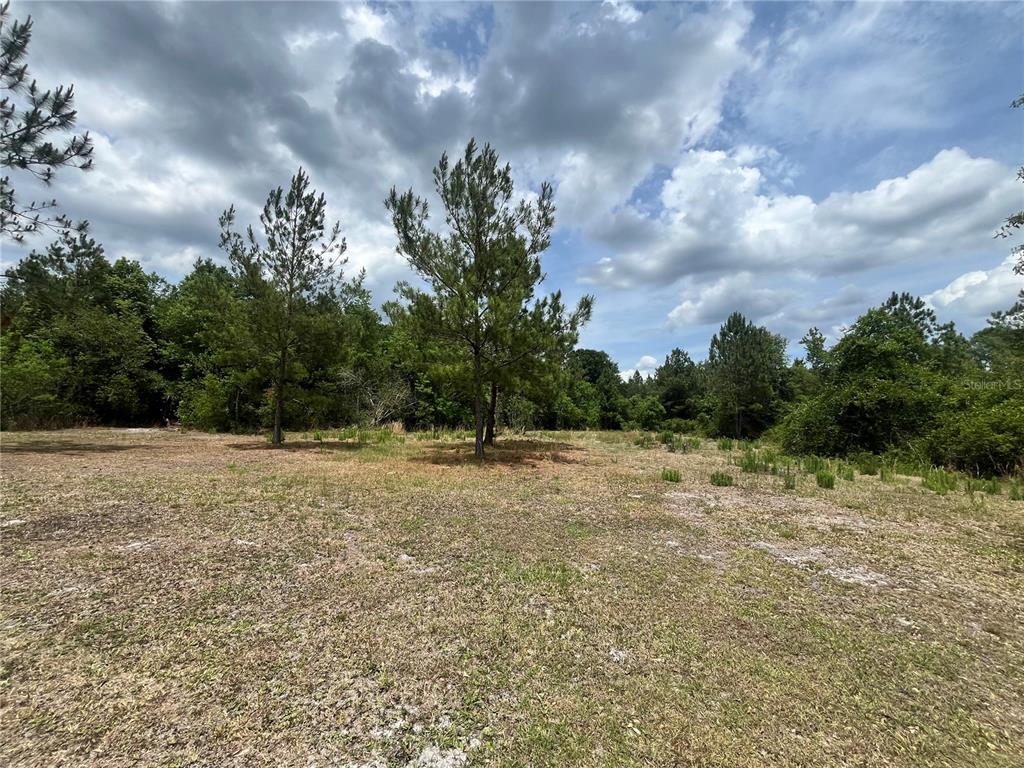 A grassy, partially cleared lot features several pine trees under a cloudy blue sky — 0 NW COUNTY ROAD 229, STARKE, FL