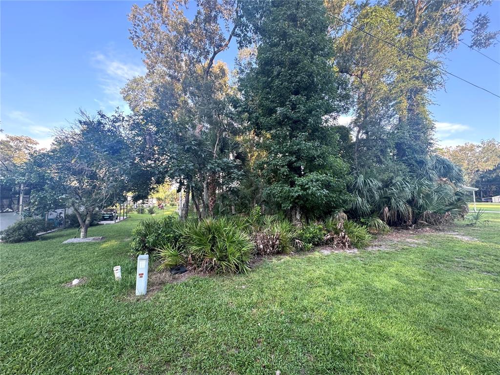A grassy lot features a cluster of mature trees and dense undergrowth under a blue sky — NW 114TH COURT, CHIEFLAND, FL