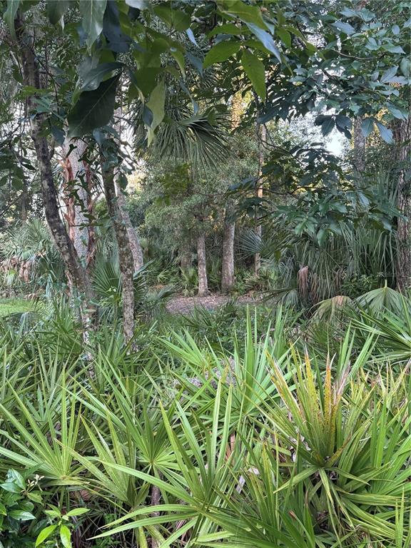 A dense, wooded area features numerous saw palmetto plants and various trees under a canopy — NW 114TH COURT, CHIEFLAND, FL