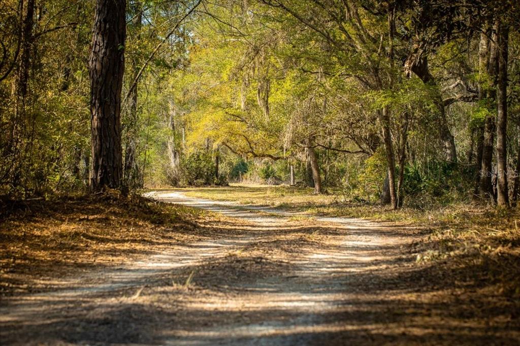 A dirt path winds through a sunlit forest with tall trees and hanging moss — 957 NE 354TH AVENUE, OLD TOWN, FL