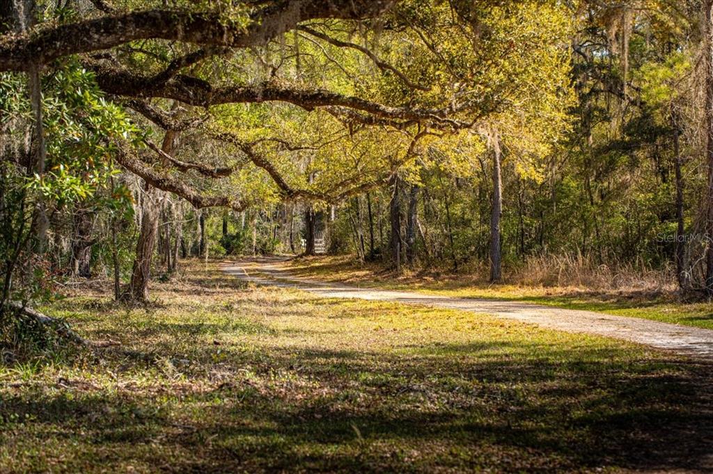 A dirt path winds through a wooded area with large, moss-covered oak trees — 957 NE 354TH AVENUE, OLD TOWN, FL