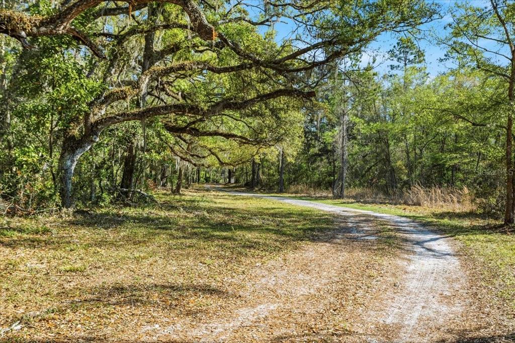 A dirt path winds through a wooded area with large, moss-draped oak trees — 957 NE 354TH AVENUE, OLD TOWN, FL